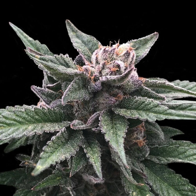 Triple Scoop Femminizzata - DNA Genetics