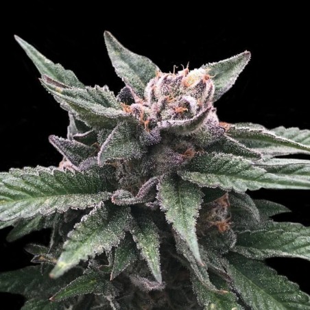 Triple Scoop Femminizzata - DNA Genetics