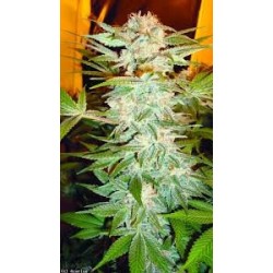 Stacked Kush Femminizzata - DNA Genetics
