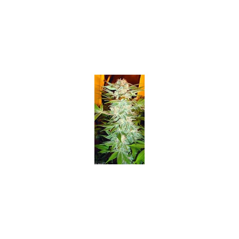 Stacked Kush Femminizzata - DNA Genetics