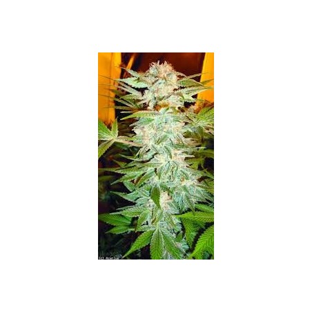 Stacked Kush Femminizzata - DNA Genetics