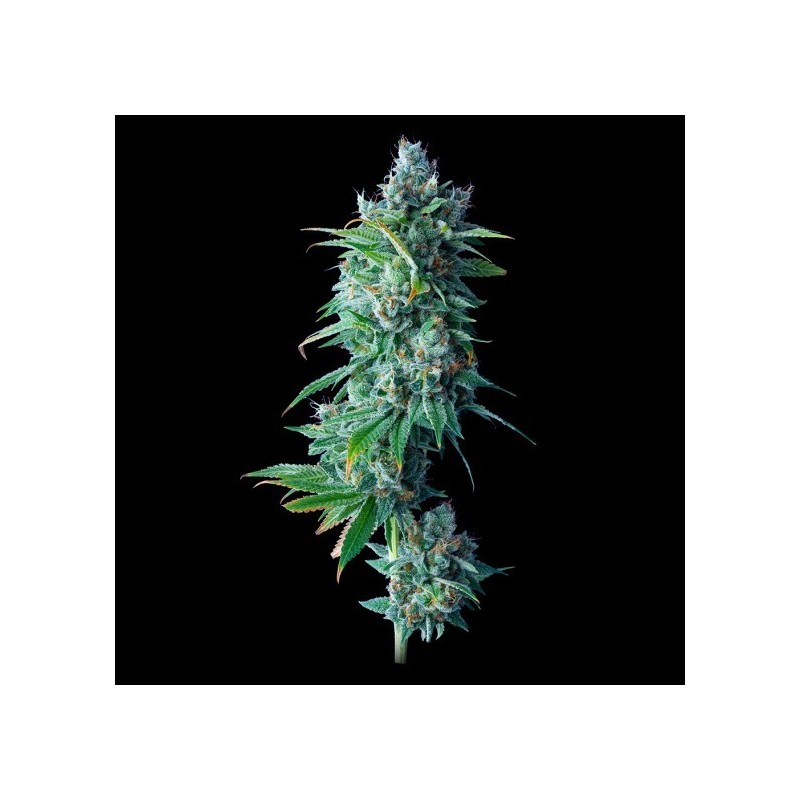 24K Gold Femminizzata - DNA Genetics