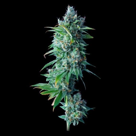 24K Gold Femminizzata - DNA Genetics