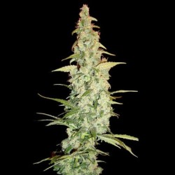Cole Train Femminizzata - DNA Genetics