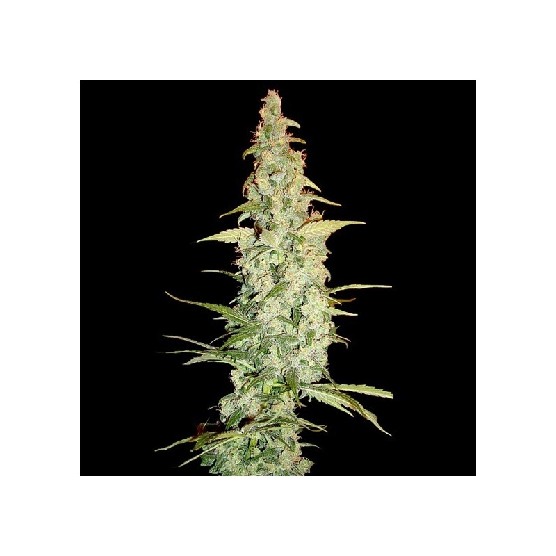 Cole Train Femminizzata - DNA Genetics