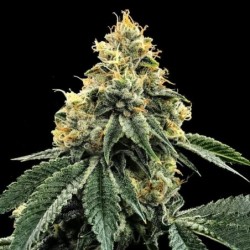 Kosher Dawg Femminizzata - DNA Genetics