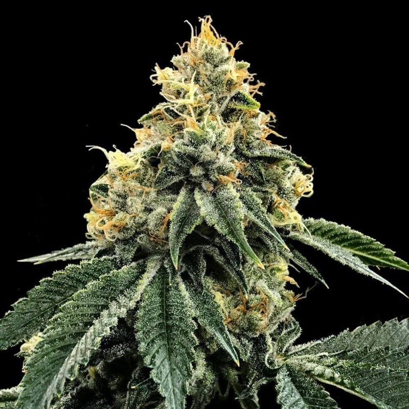 Kosher Dawg Femminizzata - DNA Genetics