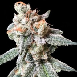 BT7 Femminizzata - DNA Genetics