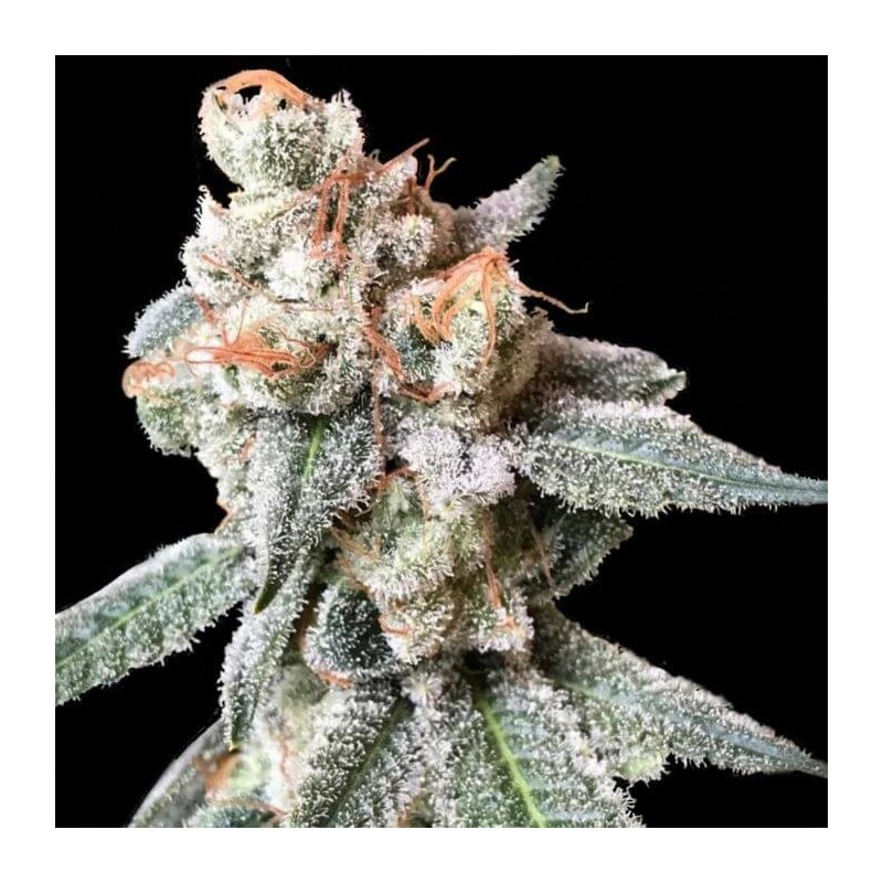 BT7 Femminizzata - DNA Genetics