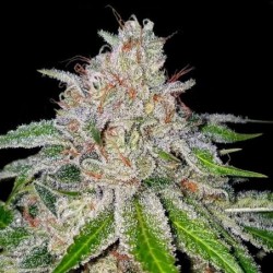 Cherry 18 Femminizzata - DNA Genetics