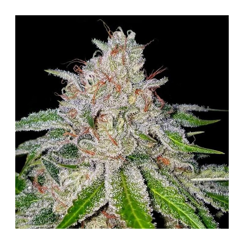 Cherry 18 Femminizzata - DNA Genetics