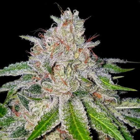 Cherry 18 Femminizzata - DNA Genetics