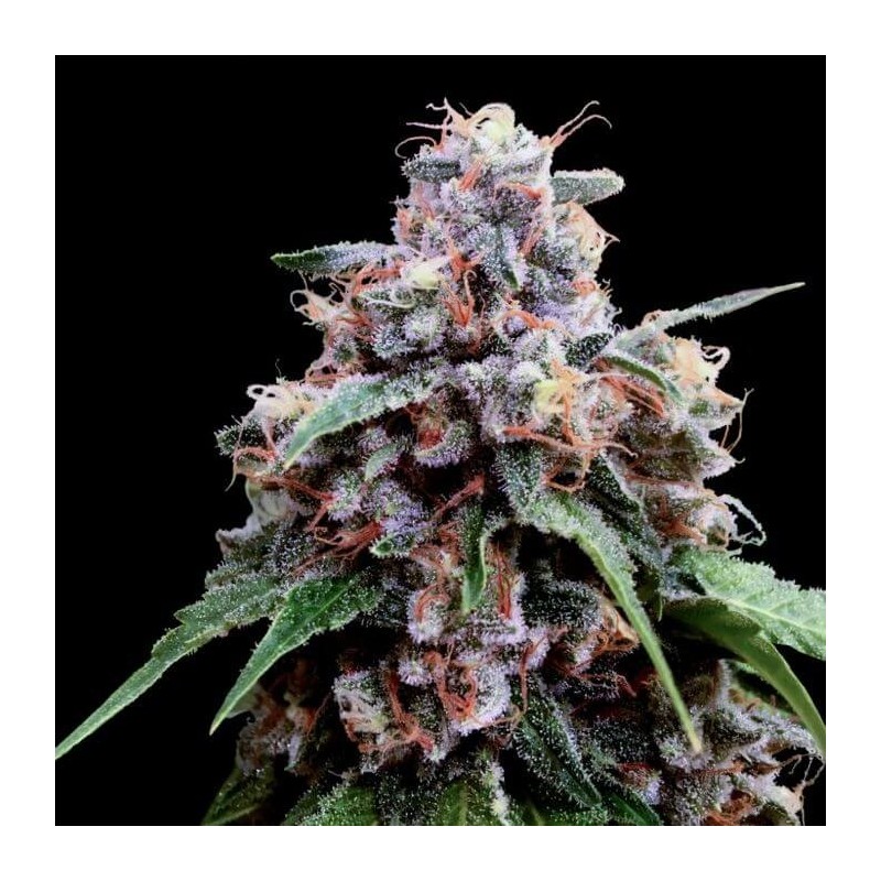 Lemon 18 Femminizzata - DNA Genetics