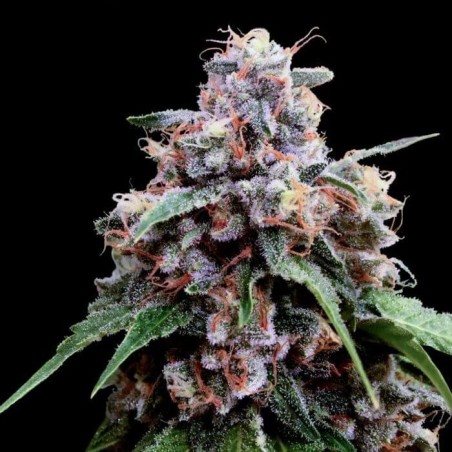 Lemon 18 Femminizzata - DNA Genetics
