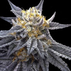 SSOG Femminizzata - DNA Genetics