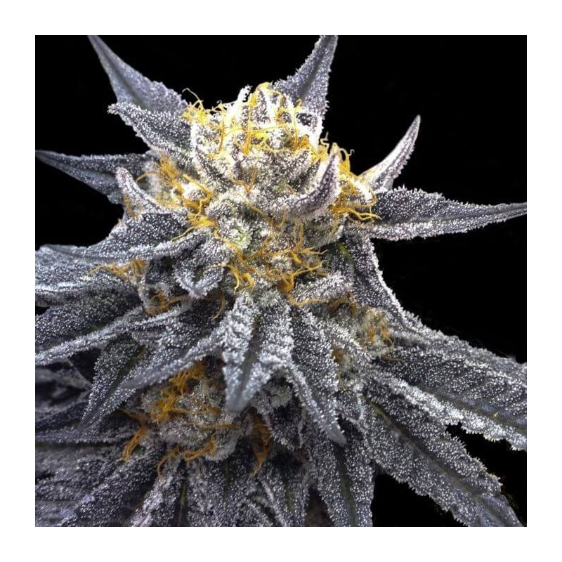 SSOG Femminizzata - DNA Genetics