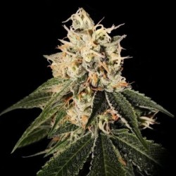 Sour Juice Regolare - DNA Genetics