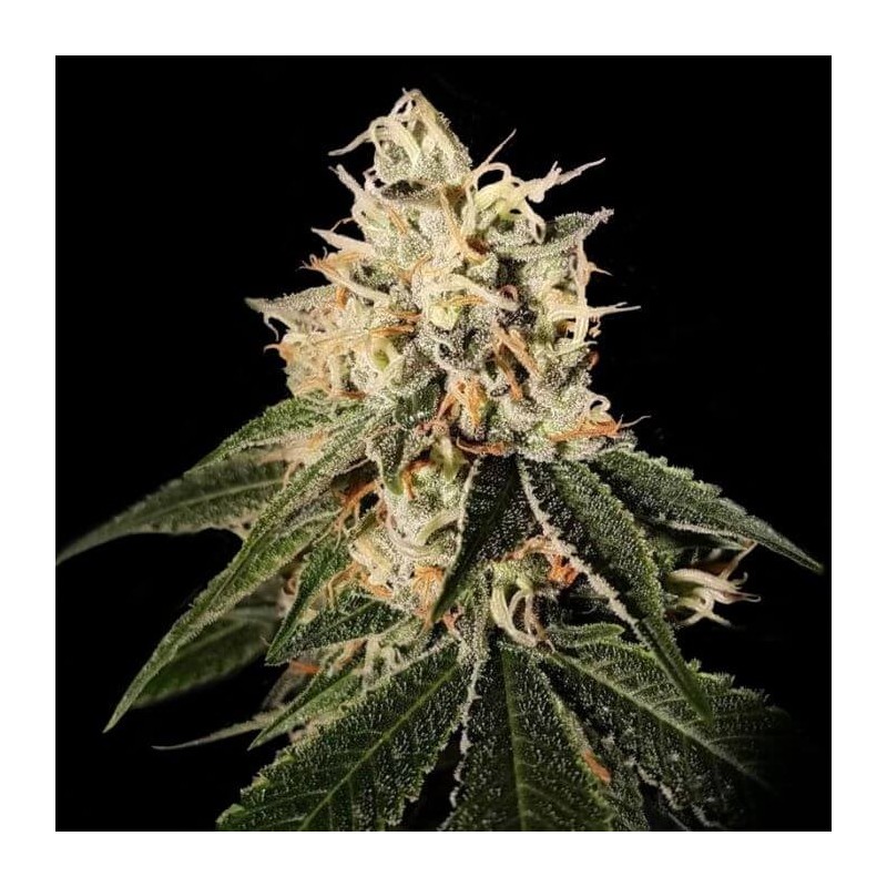 Sour Juice Regolare - DNA Genetics