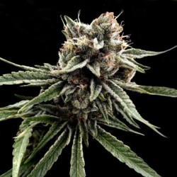 Sour Strawberries Regolare - DNA Genetics