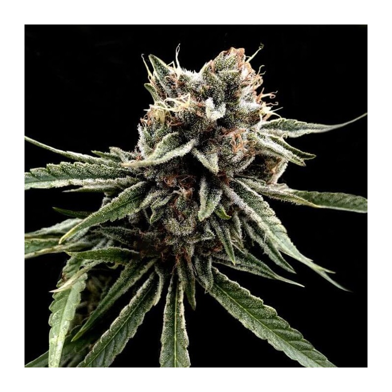 Sour Strawberries Regolare - DNA Genetics