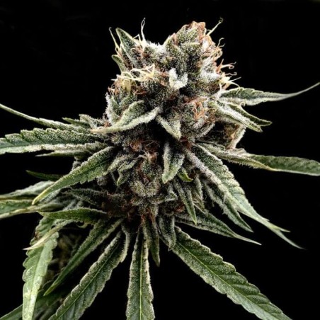 Sour Strawberries Regolare - DNA Genetics