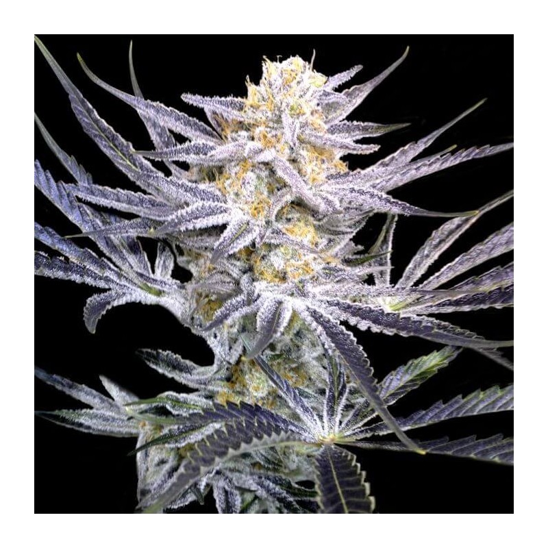 Strawberry Fields Regolare - DNA Genetics