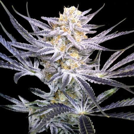Strawberry Fields Regolare - DNA Genetics