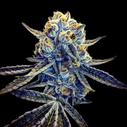 Tangieland Regolare - DNA Genetics