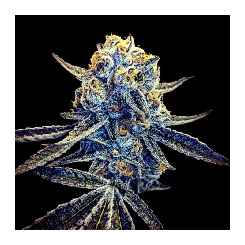 Tangieland Regolare - DNA Genetics