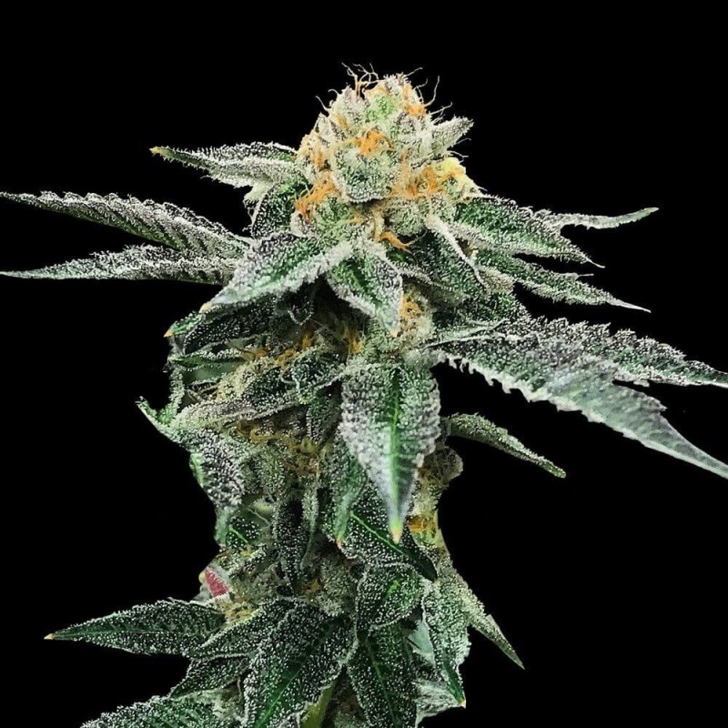 Kosher Cookies Femminizzata - DNA Genetics