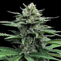 Strawberry Banana Autofiorente - DNA Genetics