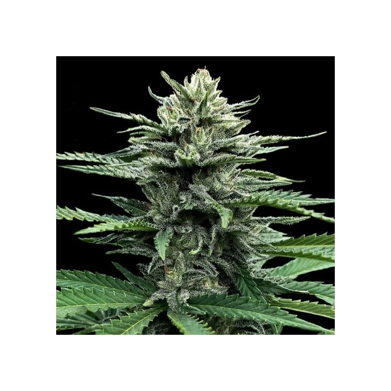 Strawberry Banana Autofiorente - DNA Genetics