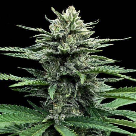Strawberry Banana Autofiorente - DNA Genetics