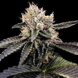Cataract Cake Femminizzata - DNA Genetics