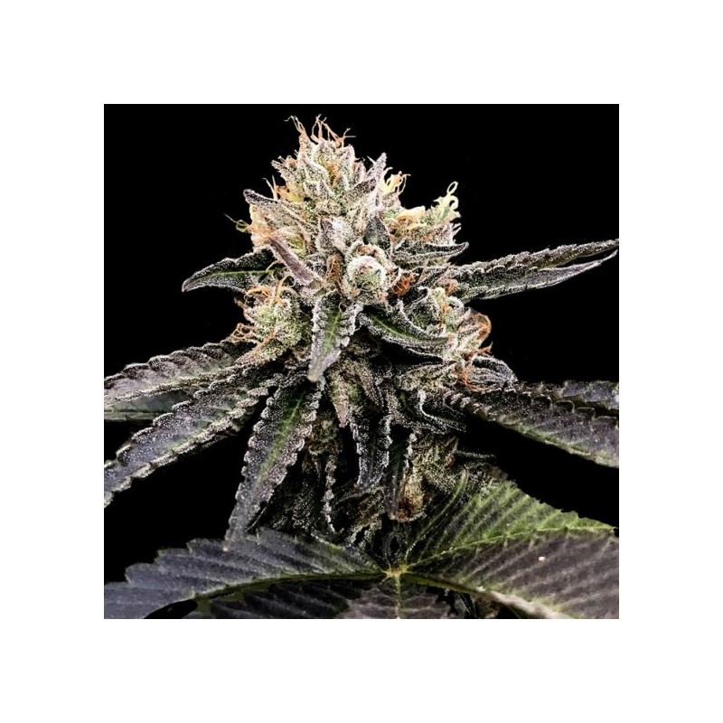 Cataract Cake Femminizzata - DNA Genetics