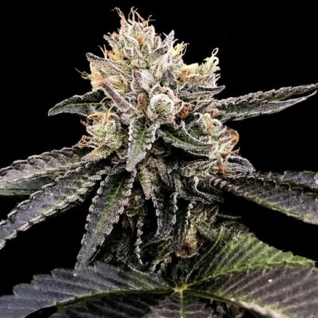 Cataract Cake Femminizzata - DNA Genetics