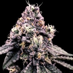 Kosher Pie Femminizzata - DNA Genetics