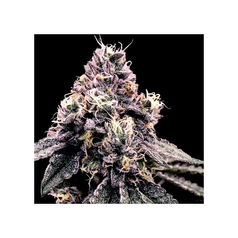 Kosher Pie Femminizzata - DNA Genetics