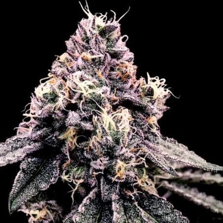 Kosher Pie Femminizzata - DNA Genetics