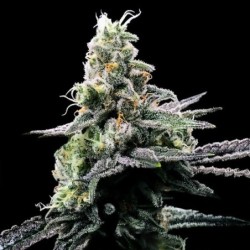 Purple Kosher Femminizzata - DNA Genetics
