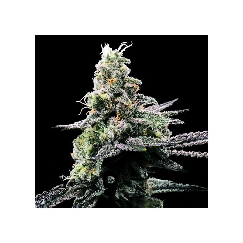 Purple Kosher Femminizzata - DNA Genetics