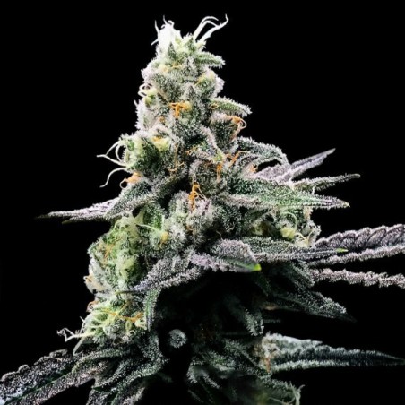 Purple Kosher Femminizzata - DNA Genetics