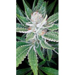 SleeStack Femminizzata - DNA Genetics