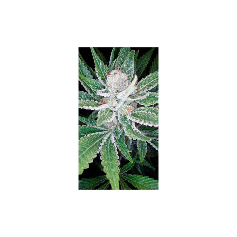 SleeStack Femminizzata - DNA Genetics