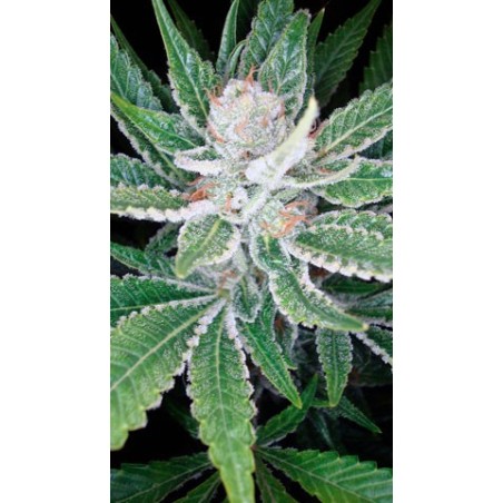 SleeStack Femminizzata - DNA Genetics