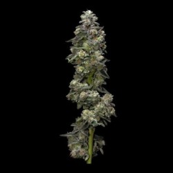 Bakers Delight Autofiorente - DNA Genetics