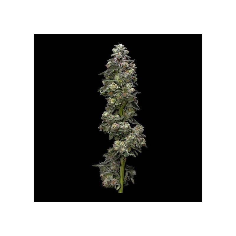 Bakers Delight Autofiorente - DNA Genetics