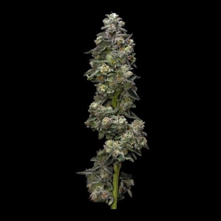 Bakers Delight Autofiorente - DNA Genetics