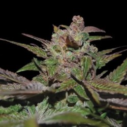 Purple Wreck Autofiorente - DNA Genetics