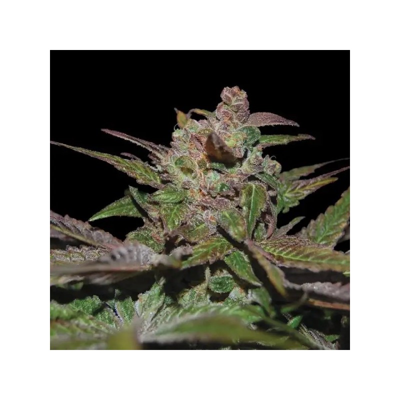 Purple Wreck Autofiorente - DNA Genetics